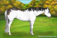 Horse Color:Brown Splash Frame Rabicano
