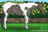 Horse Color:Smoky Black Tobiano 