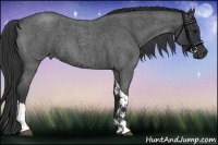 Horse Color:Blue Roan Tobiano 