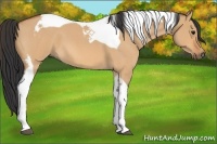 Horse Color:Bay Roan Dun Tobiano