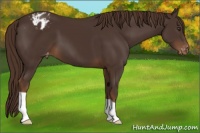 Horse Color:Liver Chestnut Appaloosa