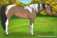 Horse Color:Bay Dun Tobiano 