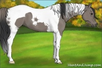 Horse Color:Grullo Tobiano 