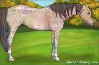 Horse Color:Nacre Bay Ice Roan 