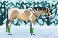 Horse Color:Buckskin Dun Splash Tobiano 