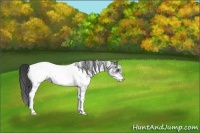 Horse Color:White Spotted Blue Roan Near Fewspot 
