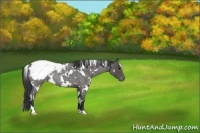 Horse Color:White Spotted Blue Roan Snowcap Rabicano 