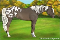 Horse Color:Liver Chestnut Appaloosa 