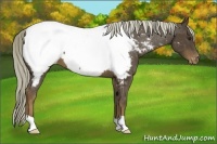 Horse Color:Liver Chestnut Appaloosa 