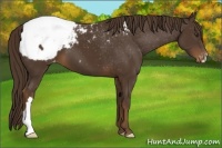 Horse Color:Liver Chestnut Appaloosa