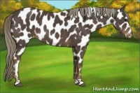 Horse Color:Liver Chestnut Mushroom Leopard 