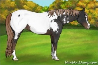 Horse Color:Liver Chestnut Sabino Near Fewspot 