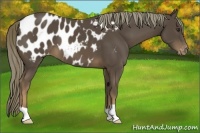 Horse Color:Liver Chestnut Appaloosa 