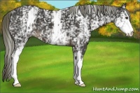 Horse Color:White Spotted Liver Chestnut 