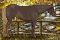 Horse Color:Liver Chestnut 