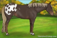 Horse Color:Liver Chestnut Appaloosa 