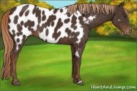 Horse Color:Liver Chestnut Appaloosa 