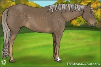Horse Color:Chocolate Palomino 