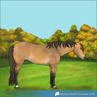 Horse Color:Buckskin 
