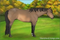 Horse Color:Buckskin 