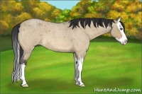Horse Color:Unknown 