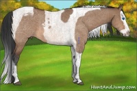Horse Color:Bay Dun Splash Tobiano