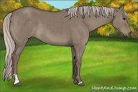 Horse Color:Silver Grullo Sabino