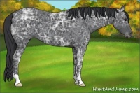 Horse Color:Black Ice 
