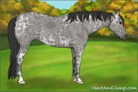 Horse Color:Grullo Ice 