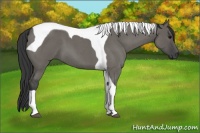 Horse Color:Grullo Roan Tobiano