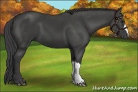 Horse Color:Smoky Black 