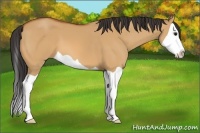 Horse Color:Bay Dun Splash 