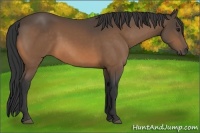 Horse Color:Buckskin 