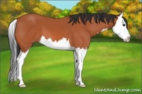 Horse Color:Bay Splash 