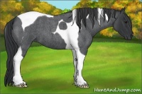 Horse Color:Blue Roan Tobiano 