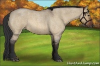 Horse Color:Bay Roan Dun