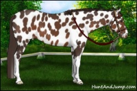 Horse Color:Liver Chestnut Appaloosa 