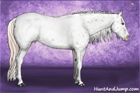 Horse Color:Chocolate Palomino Appaloosa 