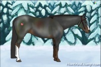 Horse Color:Liver Chestnut 