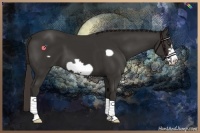 Horse Color:Liver Chestnut Frame 