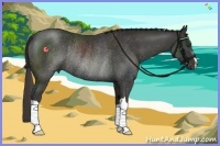Horse Color:Liver Chestnut Rabicano 