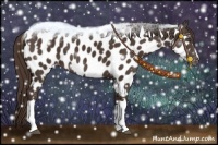 Horse Color:Liver Chestnut Near Leopard 