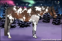 Horse Color:White Spotted Liver Chestnut 