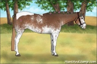 Horse Color:White Spotted Liver Chestnut Tobiano 