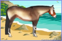 Horse Color:Buckskin Onyx 