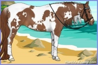 Horse Color:White Spotted Chestnut Tobiano