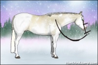 Horse Color:White Spotted Liver Chestnut Pearl Sabino Splash Appaloosa 