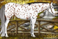 Horse Color:Bay Splash Appaloosa 