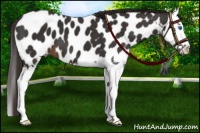 Horse Color:Liver Chestnut Sabino Splash Appaloosa 