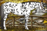 Horse Color:Liver Chestnut Near Leopard 